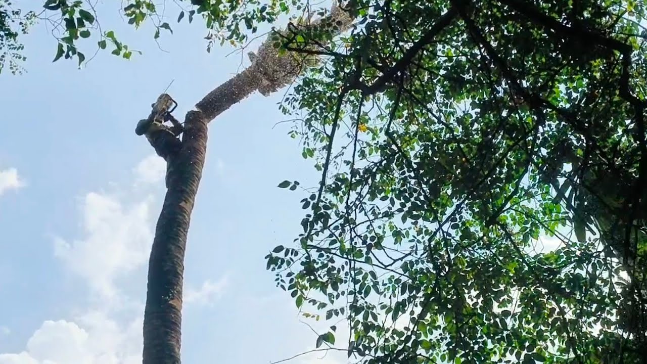 Tebang pohon kelapa yang aman dan safety