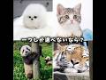 一つしか選べないなら？ #動物 #可愛い #癒し #犬 #猫