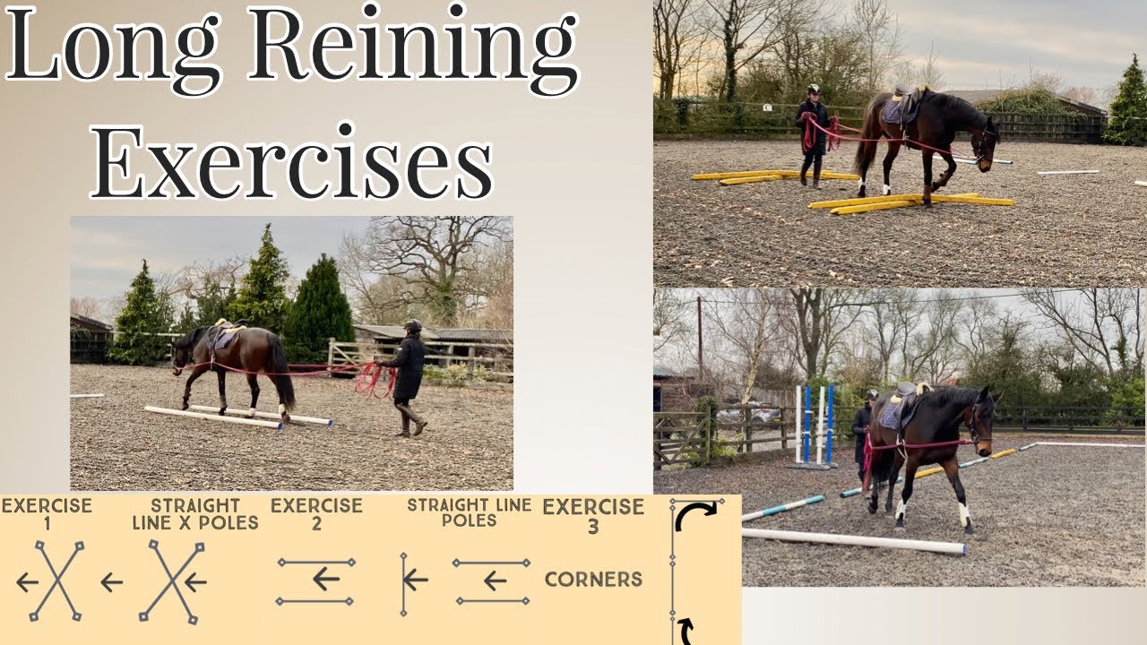 LONG REINING EXERCISES FOR HORSES | Equestrian - YouTube