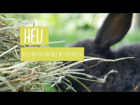 Video: Brauchen Kaninchen Stroh oder Heu?