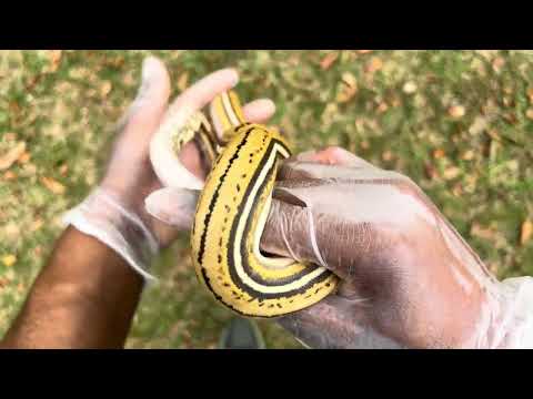 Fire(Platinum) Tiger Reticulated Python 