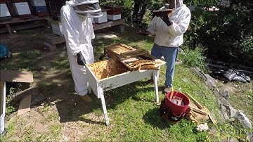 Beekeeping - Transferring a Top Bar Hive to a Langstroth Hive