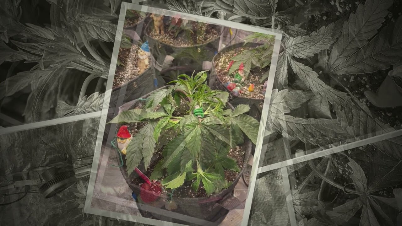 Nutter Budder 1 In Training