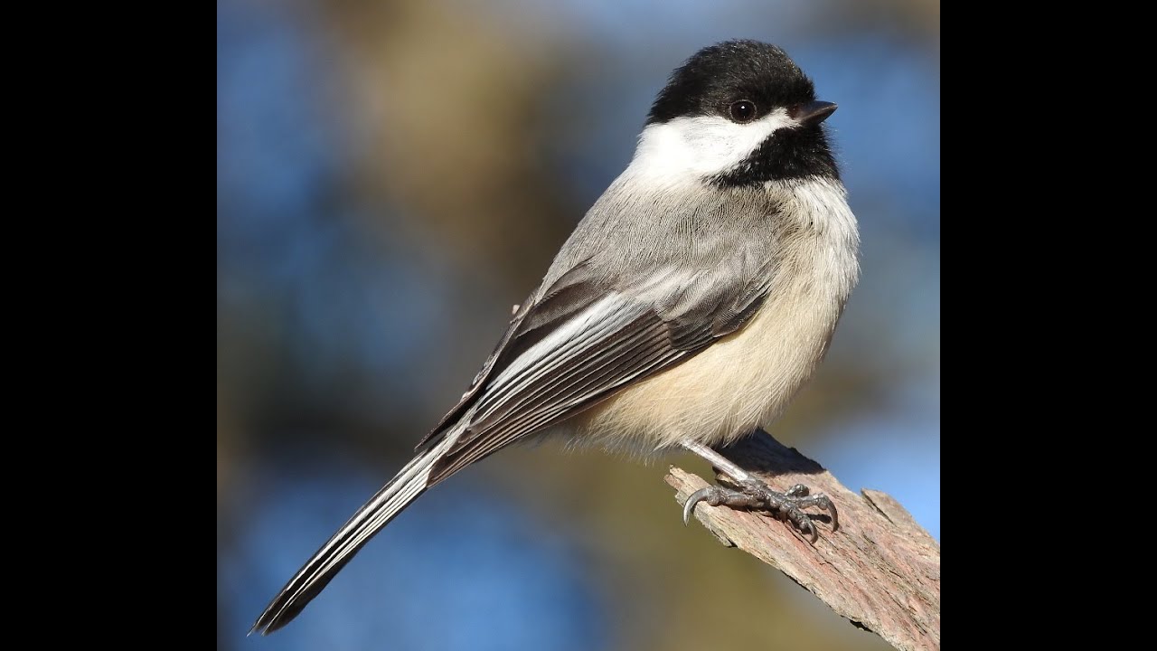 Black-capped Chickadee calling, "Phoebe" 