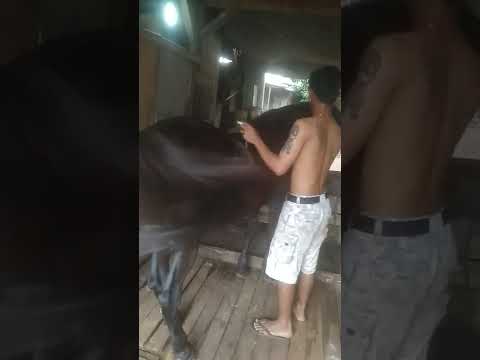 Video: Surai Kuda: mengapa dibutuhkan dan bagaimana merawatnya