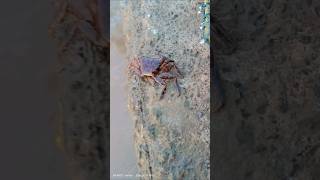 DIGIDI DIGIDI #instrumental #sea #music #rap #crab