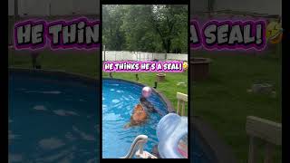 Bear-seal or shark?#Goldielocks &amp; 3 labs#funnypet#funnyanimal #funnydog#funnyshort