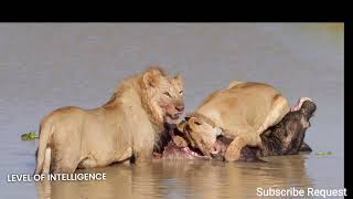 Epic Animal Battles: Nature's Showdowns