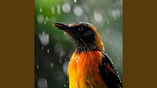 Tail Wagging in the Rainβs Gentle Rhythm