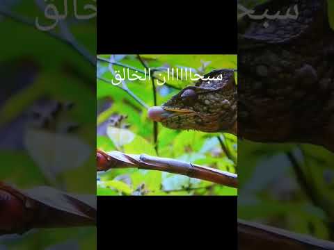 شاااااهد كيف تتغذي الحرباية على الحشرات