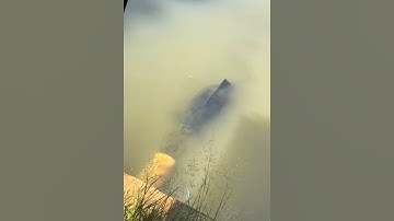 Con cá khổng lồ chui ra từ ống cống #cacconvat #docla #fishing