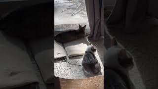 Two boy cat buddies are hanging out together and enjoying a view of the backyard.