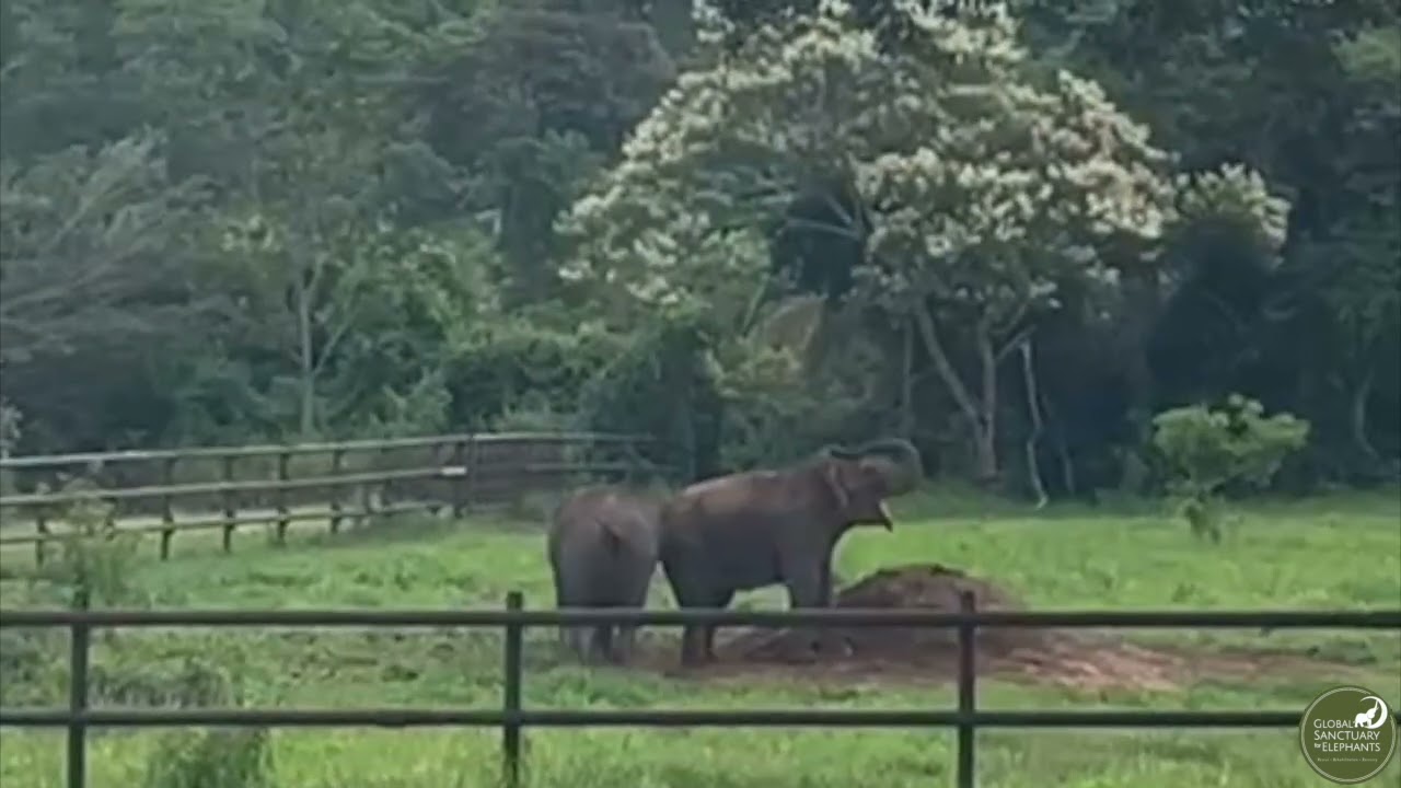 Maia and Bambi Party