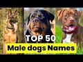 Male dogs names  top 50 male dogs names  unique male dogs names