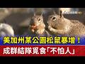 美加州某公園松鼠暴增！ 成群結隊覓食「不怕人」