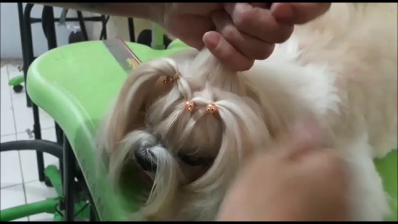 PENTEADO FÁCIL PARA SHIH TZU - thptnganamst.edu.vn