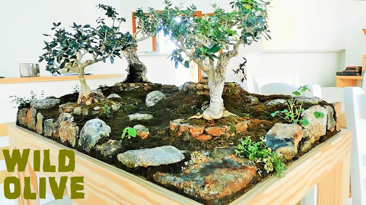 Wild Olive Bonsai Landscape on a Natural Rock Pot | Wooden Trolley | By Artist Ignatios Nanidis