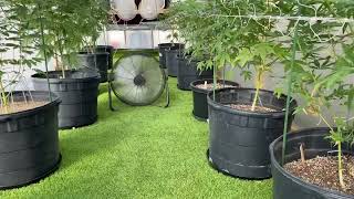 Greenhouse with Water Wall (Arizona New Growers Club)