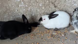 feeding rabbits, what do rabbits eat,healthy rabbit diet.#RabbitFeeding,#FarmRabbits,