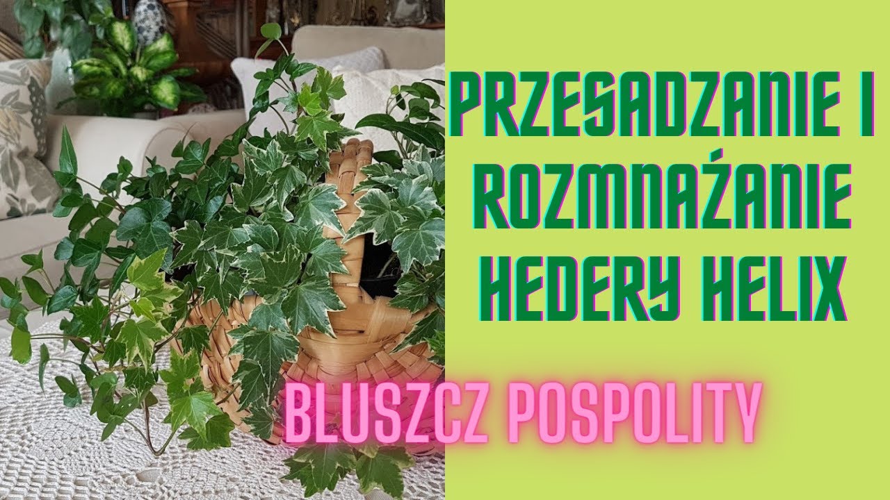 Przesadzanie roślin doniczkowych ;-)