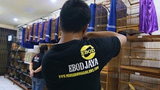 Bird Market Kenari Yorkser Yunani Bodi Montok Suara Gacor Di Tjm Canary Bird Shop