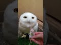 フクロウはなぜ首を傾げてあなたを見るのが好きなのでしょうか