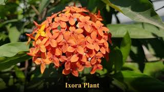 Ixora Plant | Information and Care in 1 Min | Ixora Care Tips and Details