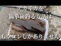 【エギング】デカイカを簡単に釣る方法があります