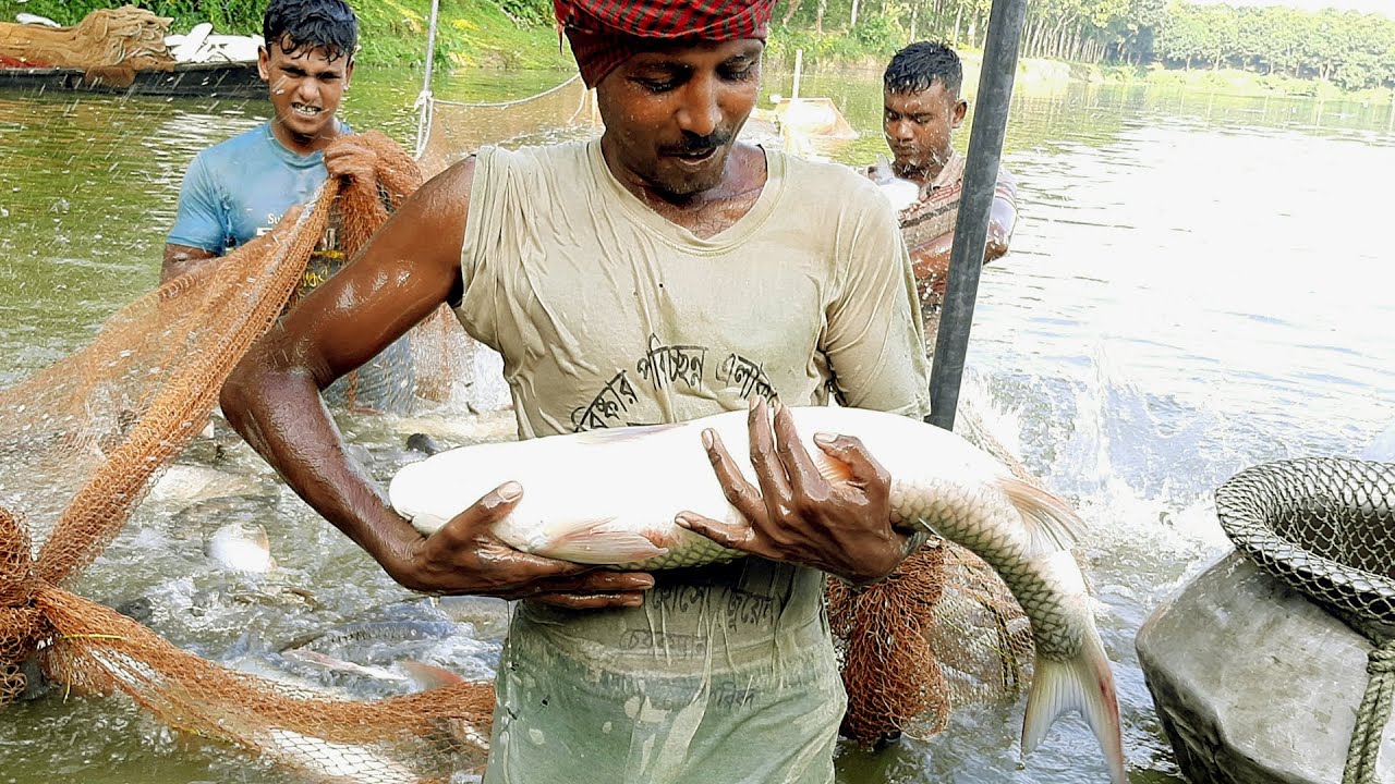 Amazing Fishing Catching Tons of Fish With Long Net at Fish Farm House Fish Farming Business
