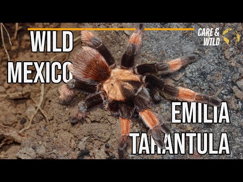 Finding a Wild Spider - The Mexican Red Leg Tarantula