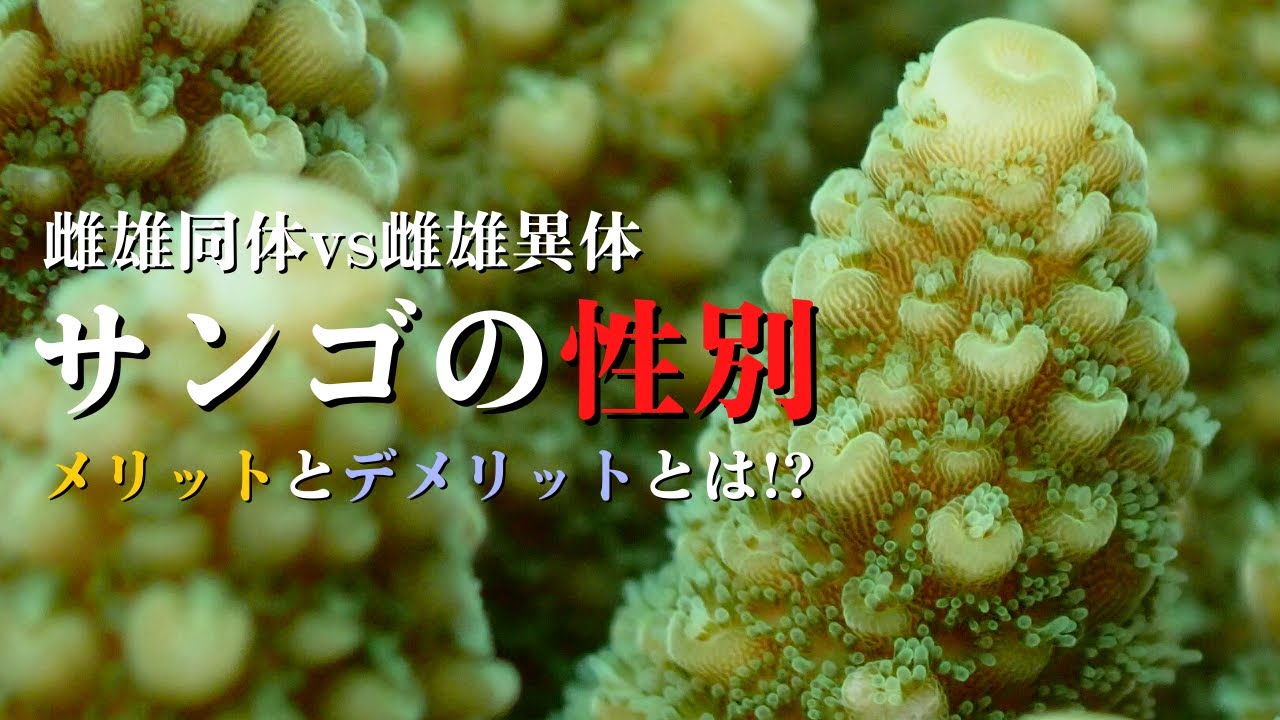 サンゴの性別解説！雌雄同体・異体のメリットデメリットとは？