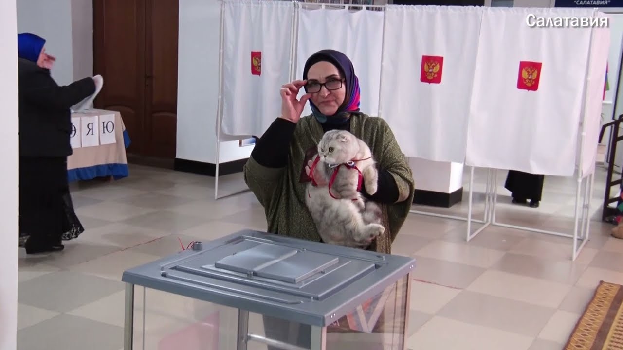 Кошечка Моня,занявшая кресло председателя комиссии на УИК 0536 на выборах в основной день голосовани