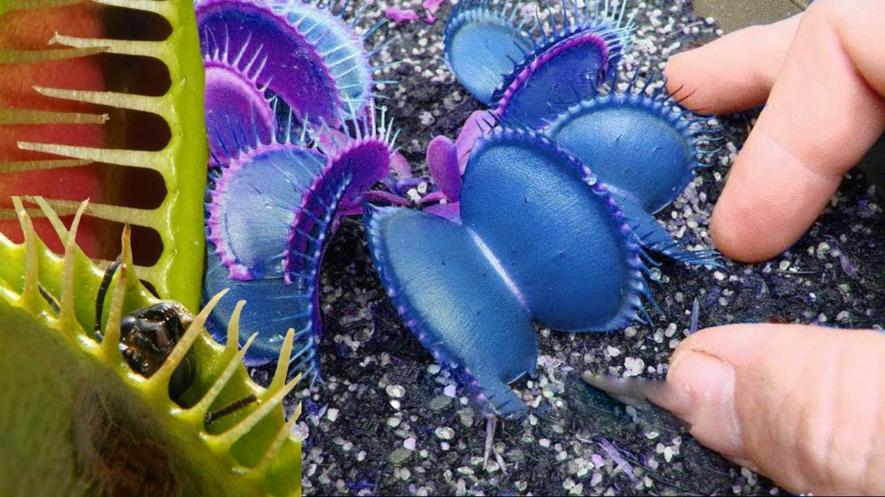 Everything you need to know about Venus fly traps