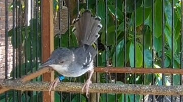 Tembakannya bikin ciblek cepat EMOSI" Pancingan ciblek semi agar bunyi
