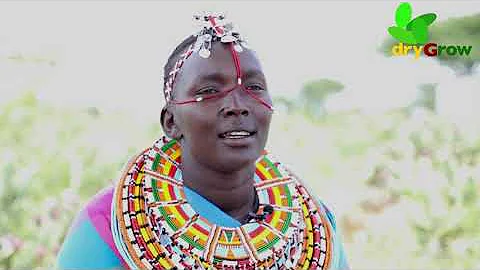 Feeding Camels with invasive Cactus in Kenya