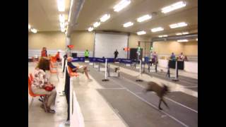 Flyball, Beagle #2