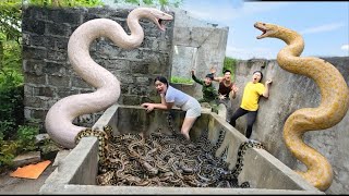 Brave Experts Rescue Girl from Ferocious Giant White Python in Abandoned House