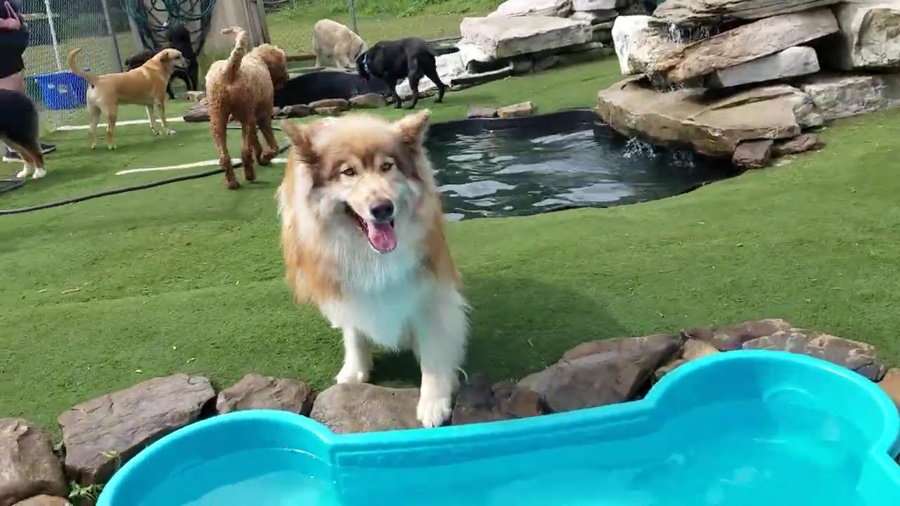 Playtime at Dogs On The Farm & Cats Too!