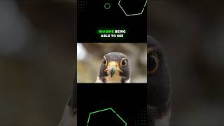 Falcons See the World in High Resolution