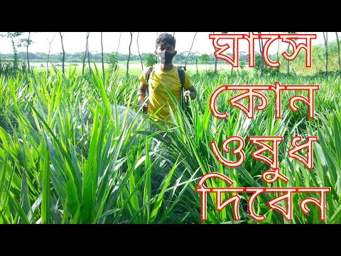 ভিডিও: লম্বা ঘাস কি জন্য ব্যবহৃত হয়?