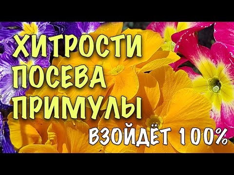 Как вырастить примулу из семян в домашних условиях на рассаду