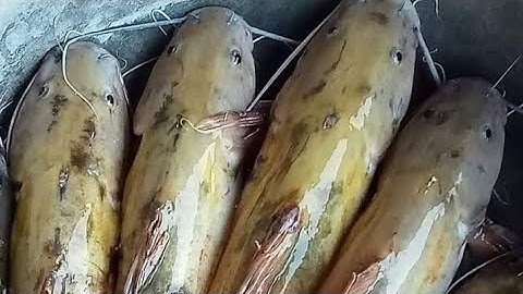 Cắm câu cá lăng đêm, thăm câu đêm ở suối cá lăng đuôi đỏ ✔️