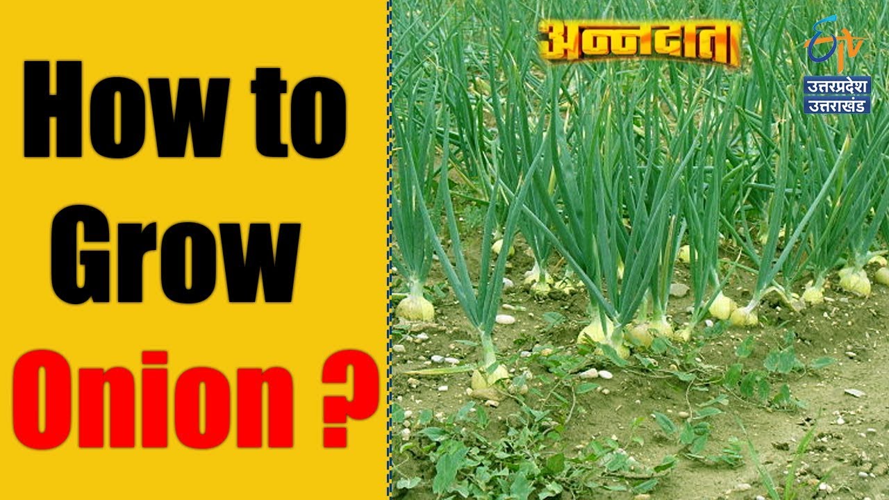 How to Grow Onion? Management of Onion Crop Annadata ETV UP