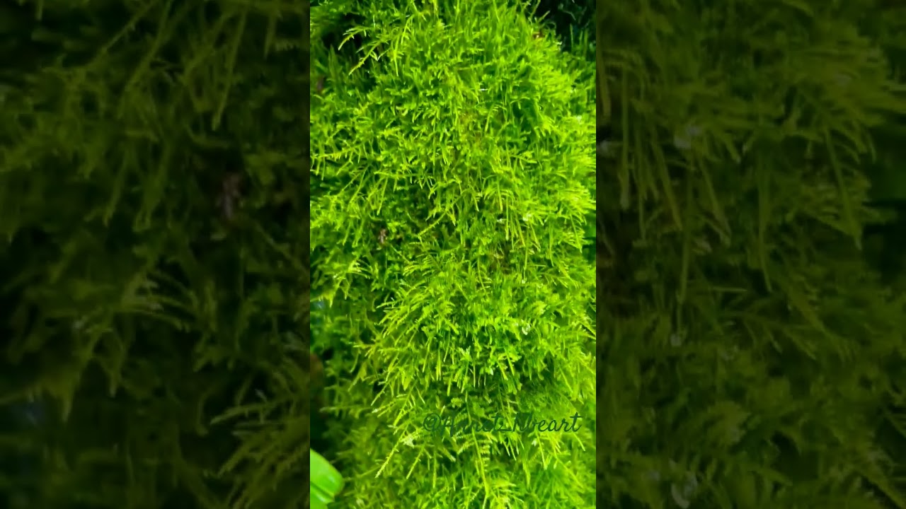 🇨🇭🌳 Прогулка по Ботсаду с 