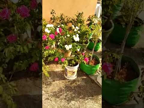 Home Garden video