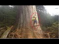 Fastest Big Chainsaw Cutting Tree Machines Skills - Incredible Biggest Wood Sawmill Cutting Machine