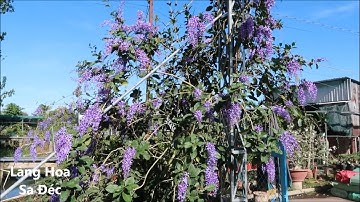 Du Lịch Miền Tây - Thành Phố Hoa Sa Đéc Đón Xuân Quý Mão - 2023