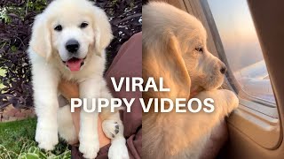 Golden Retriever Puppy's Most Viral Short Videos by Louie the Cream 6,333 views 8 months ago 3 minutes, 9 seconds