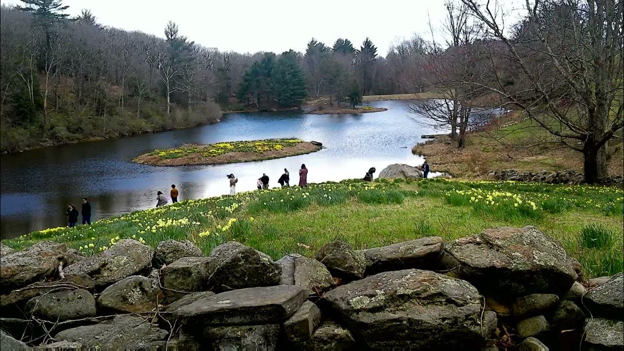 Laurel Ridge Daffodils Northfield, Litchfield Connecticut connecticut