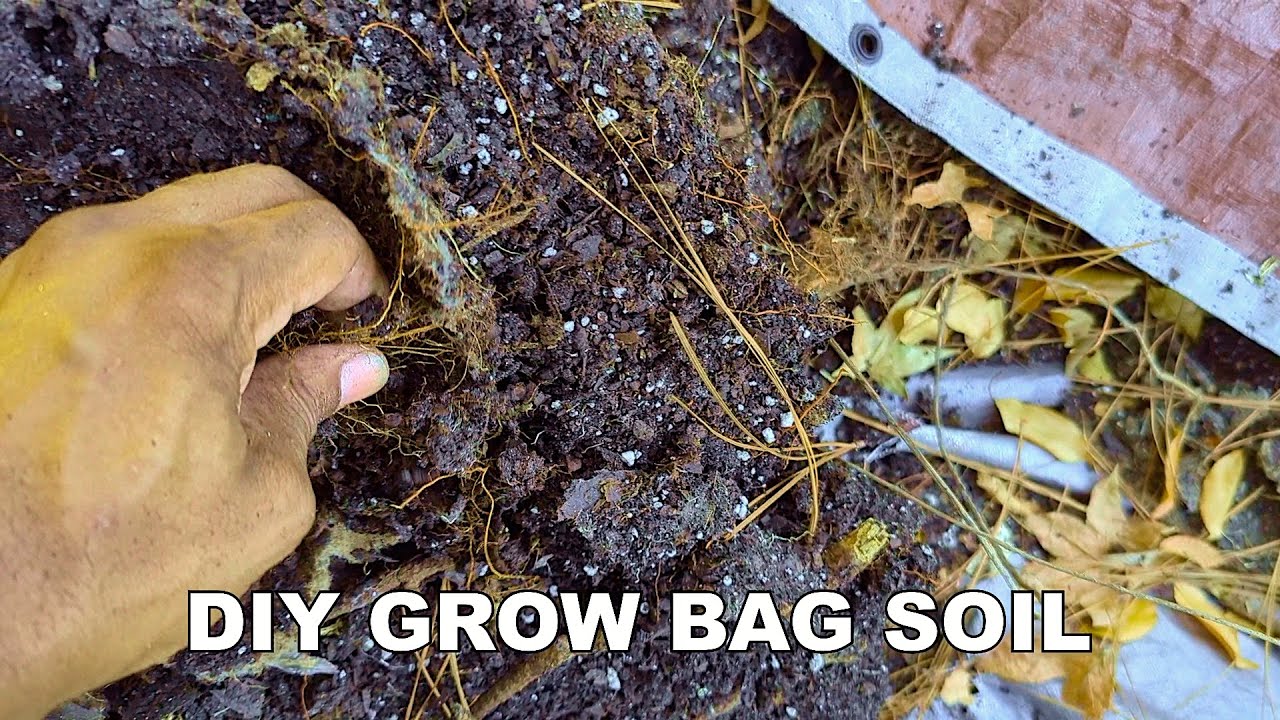 Exploring the DIY Soil from my Grow Bags DIY grow bag soil= Compost